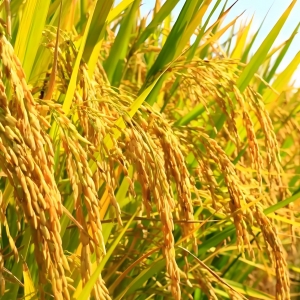 湖南江永：交出“十四五”“三农”工作亮眼答卷