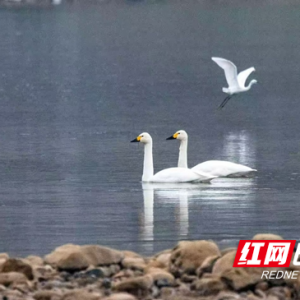 白天鹅做客澧水河 张家界生态画卷添新彩