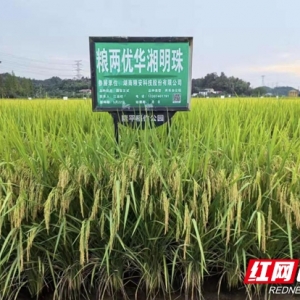 邵阳种业创新突破！4个优质水稻新品种斩获“国字号”认证