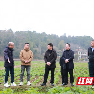 东安：蒋华调研秋冬农业生产和农业产业工作