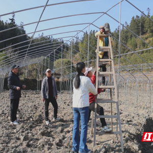 桂东县寨前镇：菜香漫山坳 实干富民心