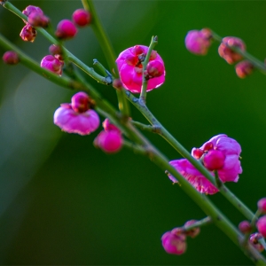 长沙的冬日浪漫，是红梅给的