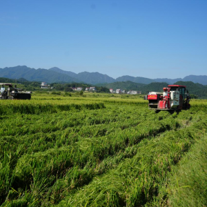 绥宁县“十四五”交出基层增收亮眼答卷