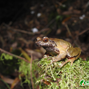 南山国家公园候选区发现角蟾新物种“悠然角蟾”