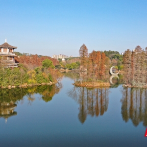光影衡阳① | 水杉染“红妆” 市民悠享好时光