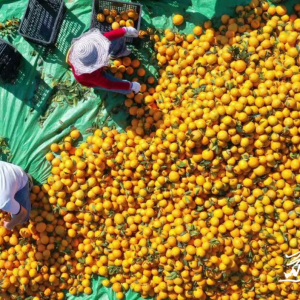 冠军城冠军橙：北纬25.5°的甜蜜传奇