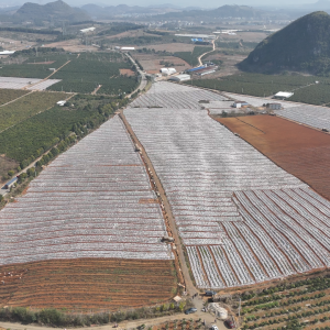 江华：千亩有机淮山抢“鲜”记