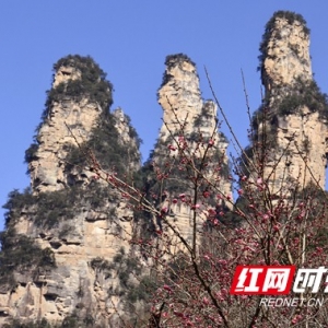 张家界国家森林公园：十里画廊梅花盛开迎客来