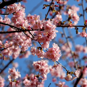 【大美临澧】反季绽放！太浮山樱花想“开”啦