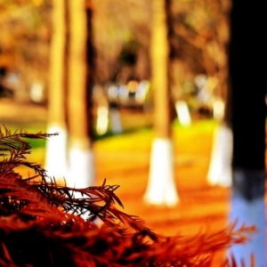 【每日一图@湖南】走！去株洲湘江边，踩踩冬天的红杉地毯