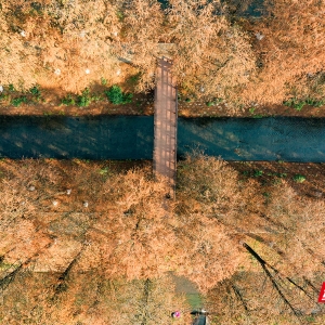 衡阳：冬日水杉林 满目“黄金甲”