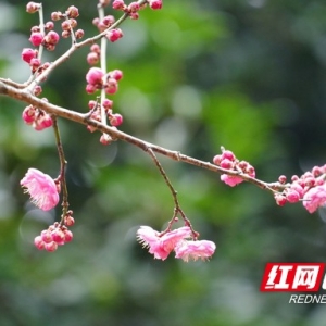 光影衡阳② | 来营盘山公园 邂逅冬日小“梅”好