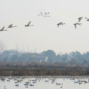 湖南岳阳：冬日鸟趣