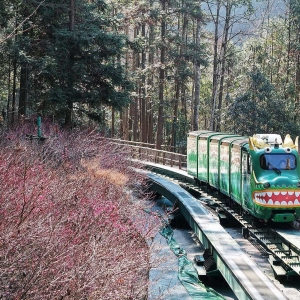 张家界十里画廊：梅香漫溪谷，萌车穿花过