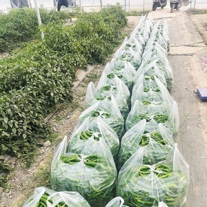42万亩在园蔬菜长势良好，长沙春节“菜篮子”有保障