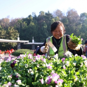 益阳城区64万株冬季花卉陆续完成更换
