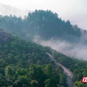 视频丨邀您赴一场山茶之约！怀化中坡国家森林公园山茶花将进入观赏期 ...