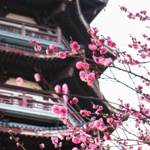 长沙冬日“梅”景上新！3处赏梅地别错过