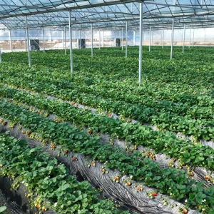 千城百县看中国丨湖南祁阳：草莓采摘销售旺