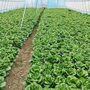 雨湖区：“湘潭矮脚白”走俏大湾区