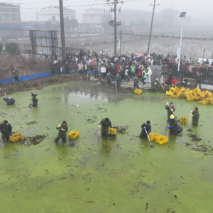 湘阴鹤龙湖镇：千亩藕塘趣味捕鳖忙