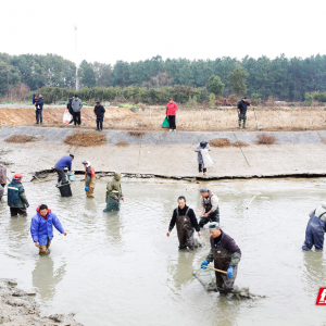 恰鱼粉、打鱼丸、竞鱼王 1月25日珠晖区东阳渡干塘节喊你来捉鱼！ ...