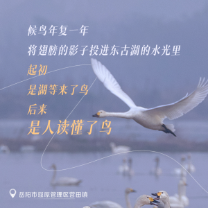 乡行“曼”记｜飞羽归处 被翅膀重新定义风景的东古湖