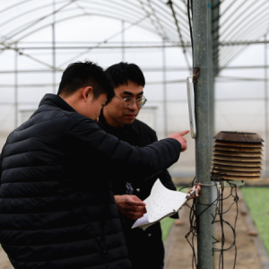 迎战寒潮 宜章烟草为烟苗撑起“保暖伞”