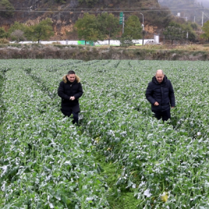 宜章县：农技员田间“把脉”护航农业生产
