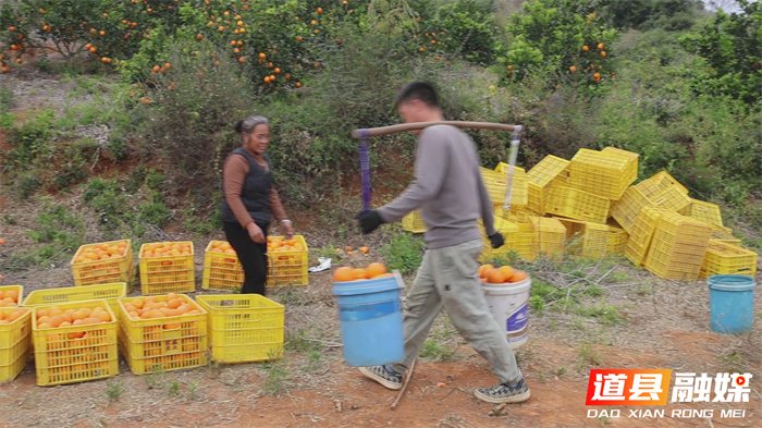 0124千里“橙”意暖寒冬——道县滞销脐橙跨越山海变畅销 (4)_副本1.jpg