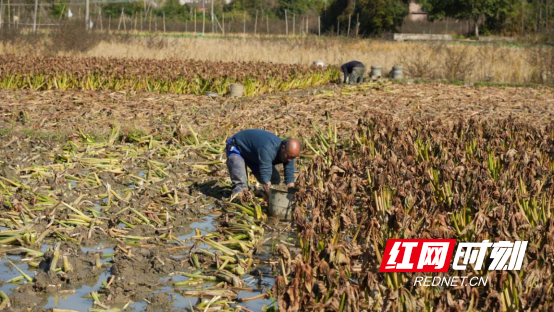宜章县汤湖里村：白茨菇冬日采收忙  农田变增收“聚宝盆”2817.png