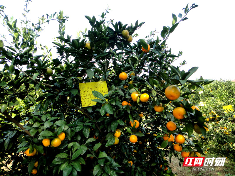 橘子红了 (17)_proc.jpg