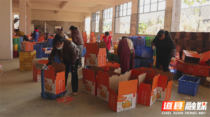 0124千里“橙”意暖寒冬——道县滞销脐橙跨越山海变畅销 (2)_副本1.jpg